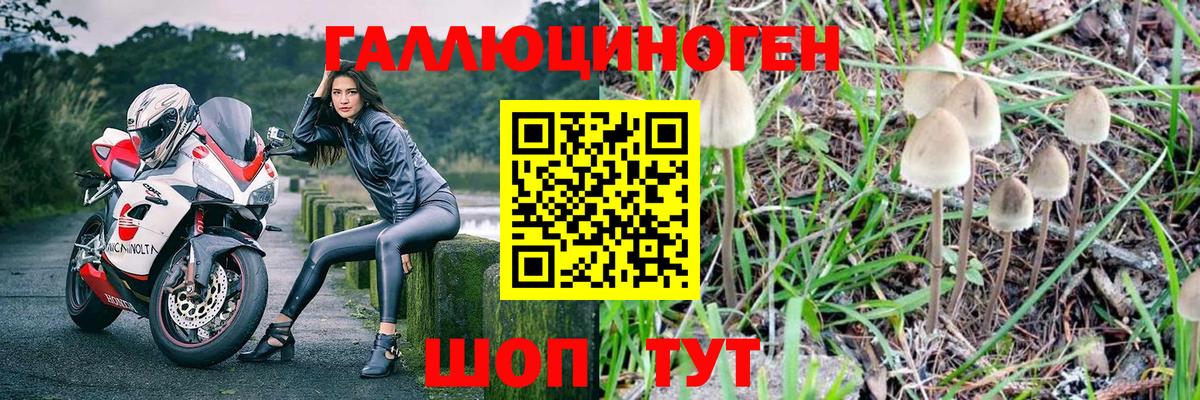 Галлюциногенные грибы Psilocybine cubensis Гусиноозёрск
